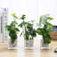 24cm Faux Foliage Plant in Glass Vase