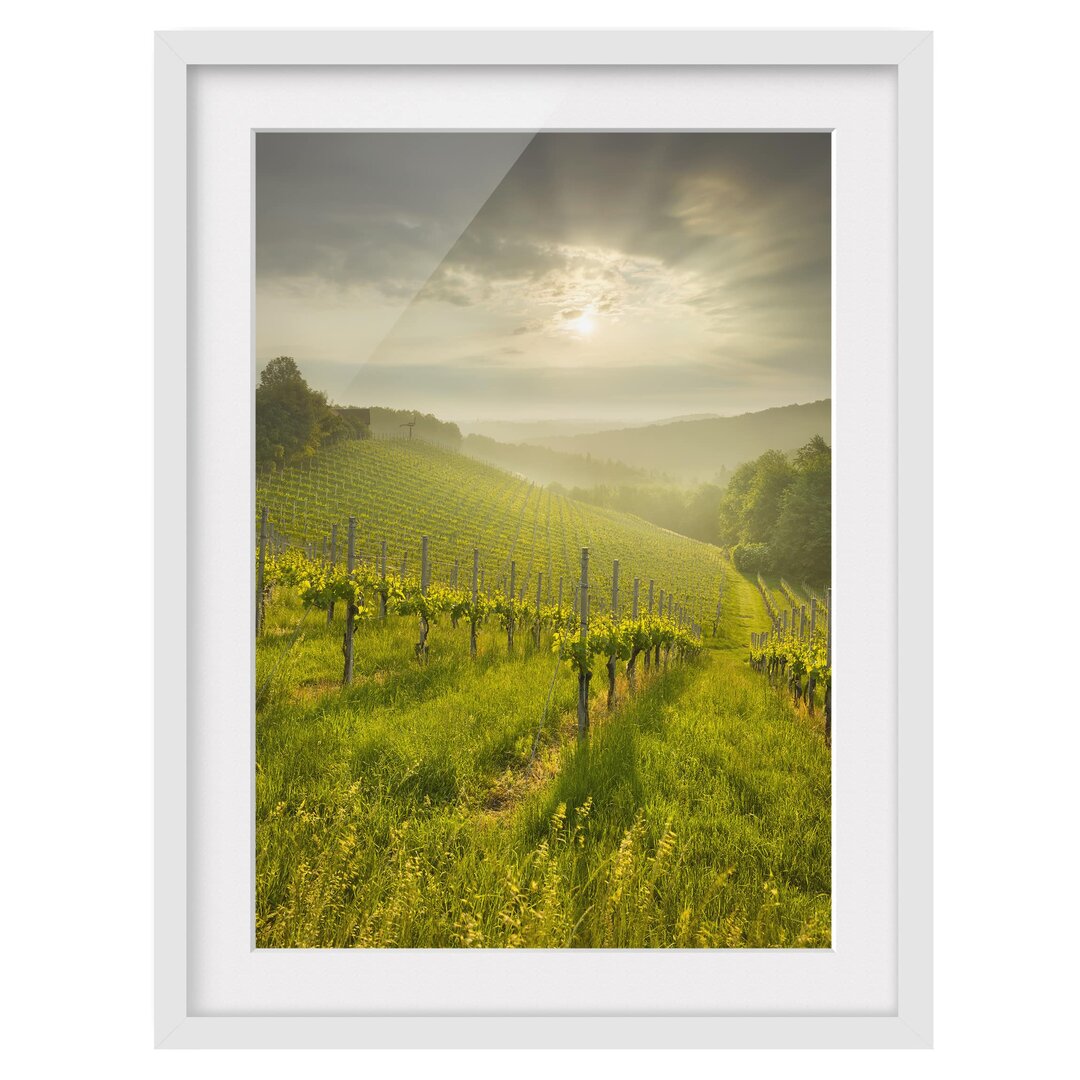 Gerahmtes Poster Vineyard Sunbeams