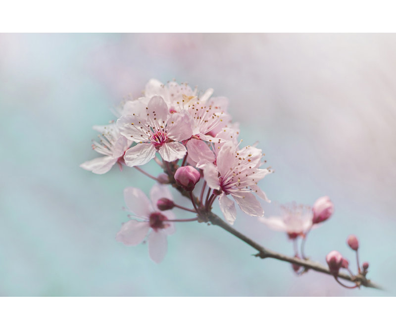 Wrapped Canvas Print, 81.28 cm H x 121.92 cm W
