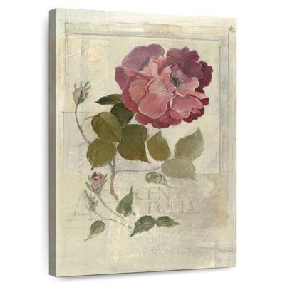 Centifolia Rose