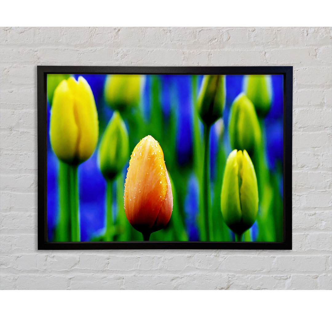 Gelbe Tulpen in einem blauen Feld - Einzelner Bilderrahmen Kunstdrucke auf Leinwand