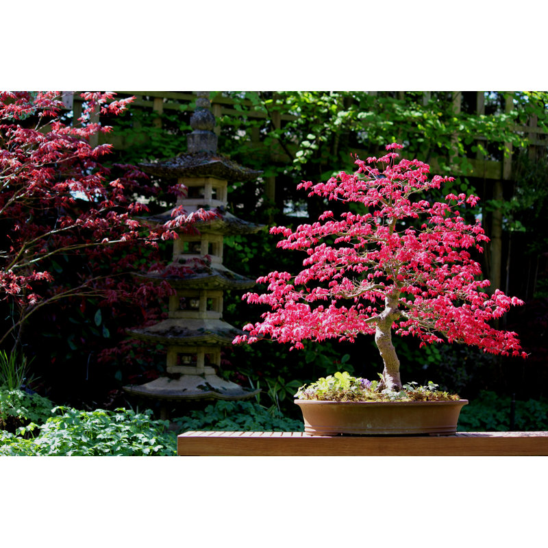 Image Of Bright Red Japanese Maple Bonsai Tree With Pagoda by Mtreasure - Print, 30cm H x 46cm W