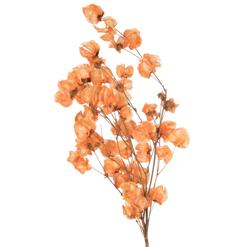 Preserved Cara Blossom Arrangement, Orange