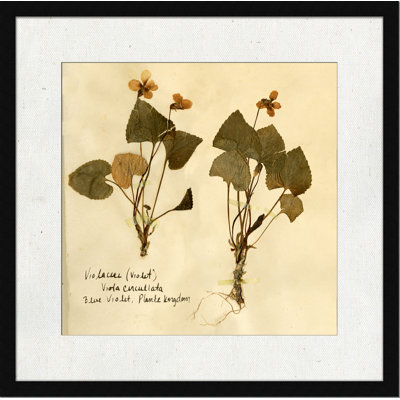 Pressed Botanical 4 Print
