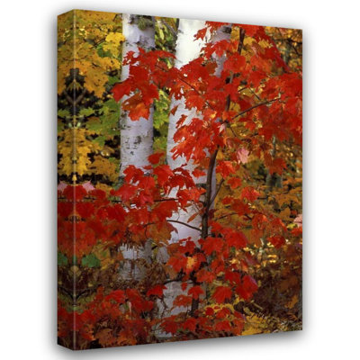 Millwood Pines Carlson, art sur toile tendue avec galerie Mark: MI, papier blanc avec érable