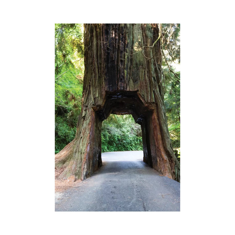 Chandelier Tree In Drive-Thru Tree Park, Redwood National And State Parks, California, USA by Panoramic Images - Wrapped Canvas Print