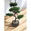 Geko 37cm Bonsai Tree