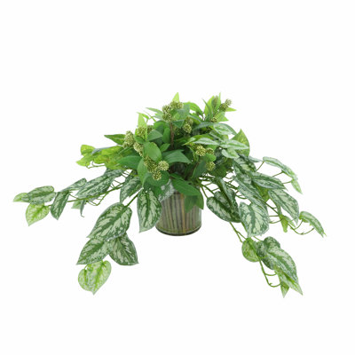 Ivy and Sedum Arrangement in Glass Vase