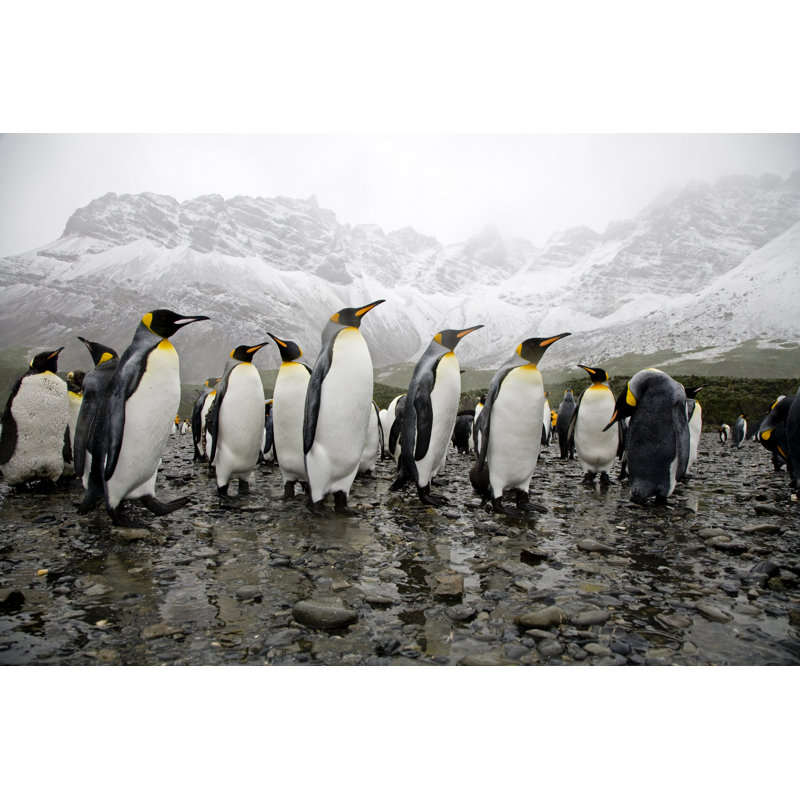 King Penguins par Mlenny, H 24 po x l 36 po