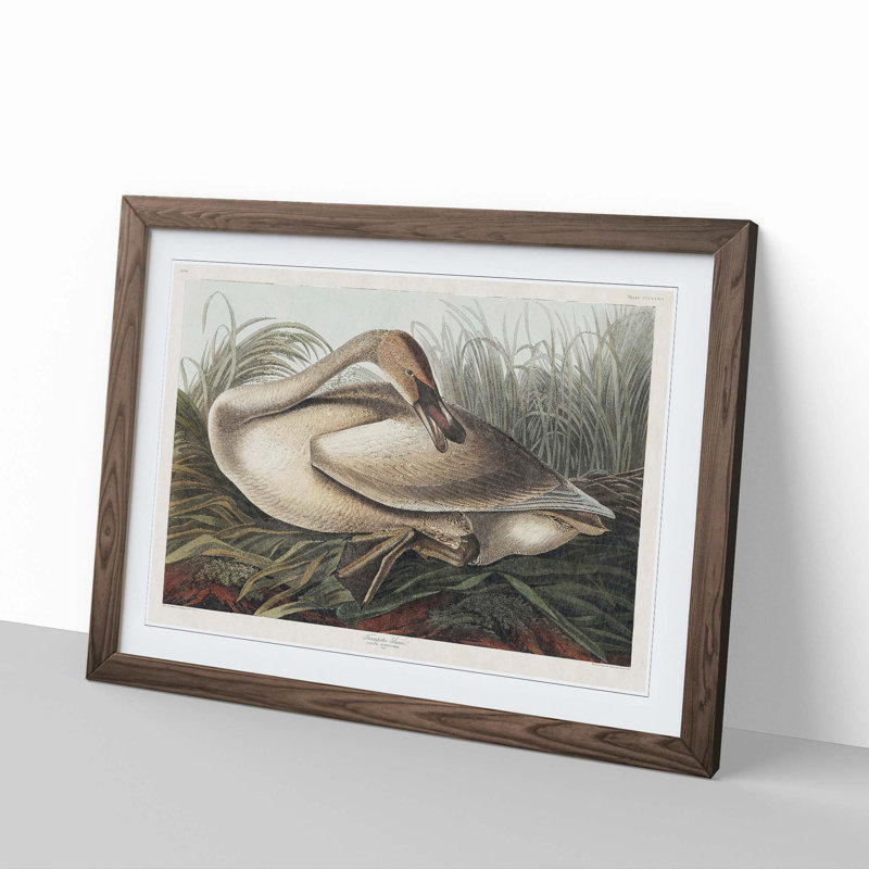 A Trumpeter Swan by John Audubon - Framed Print, Walnut Framed, 45cm H x 63cm W x 2cm D