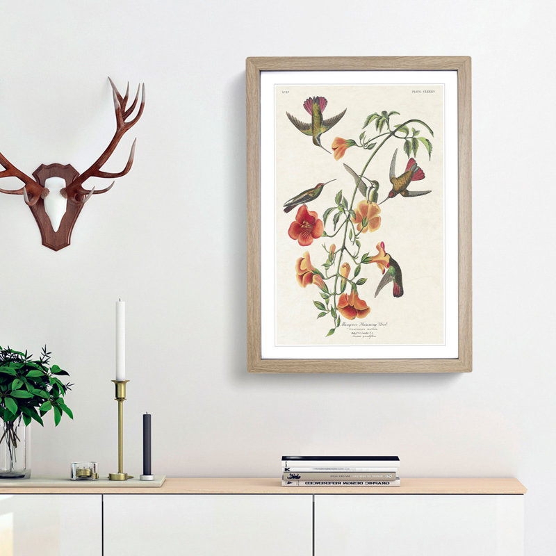 Mango Hummingbirds by John Audubon - Framed Print, 48cm H x 36cm W x 2cm D, Oak Framed