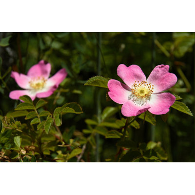 Rose rose - photographie sur toile tendue