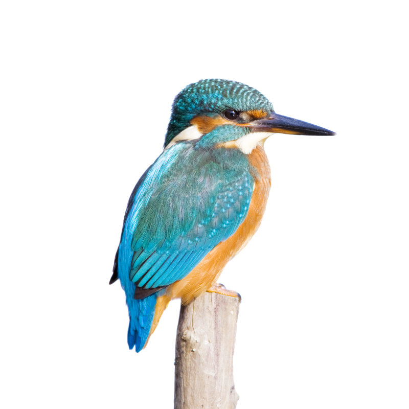Kingfisher by Andrew_Howe - No Frame Art Prints on Canvas, 122cm H x 122cm W
