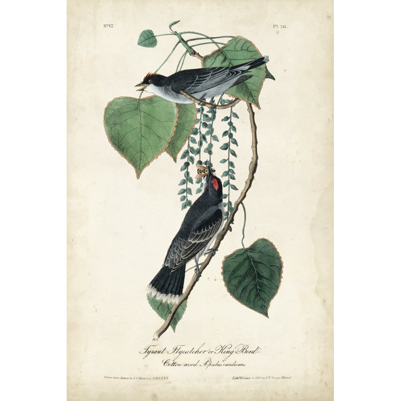 Flycatcher and King Bird by John Audubon - Painting, 30 cm H x 20 cm W, Wrapped Canvas