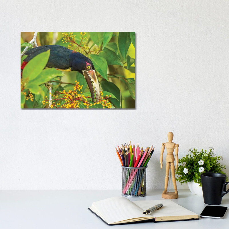 Costa Rica, La Selva Biological Station. Collared Aricari Feeding. by Jaynes Gallery - Wrapped Canvas Print