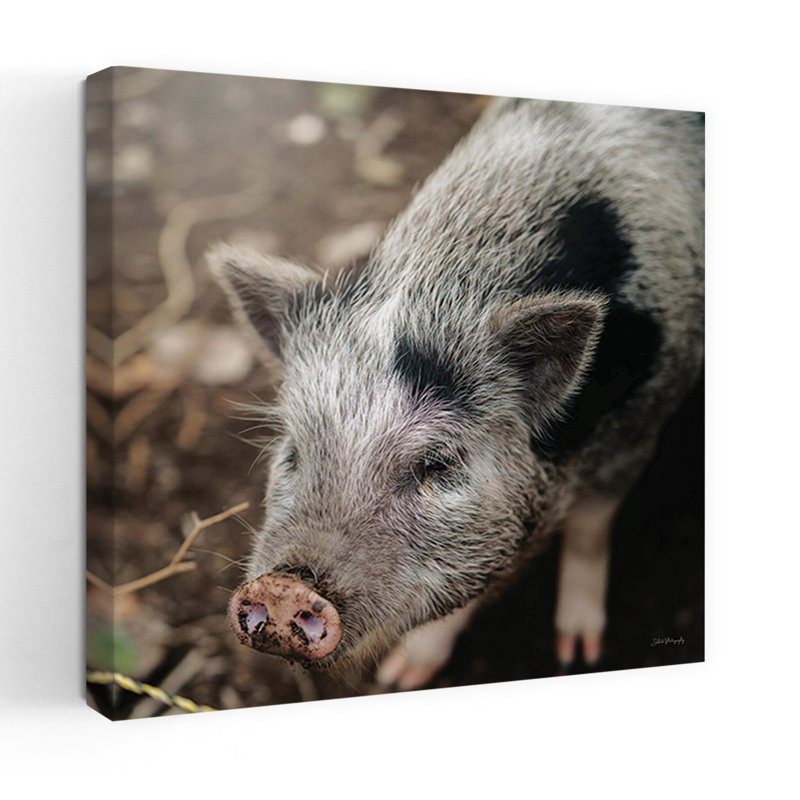 Ce petit cochon II, art animalier contemporain, H 18 po x l 18 po