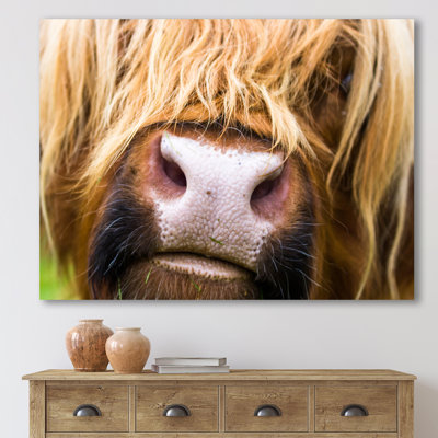 Gros plan sur les bovins des Highlands en Écosse - photographie sur toile