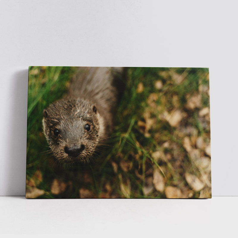 Head of Nutria, 8" H x 12" W