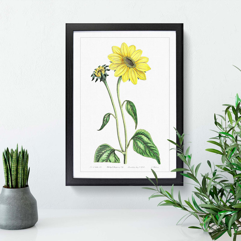 Trumpet Stalked Sunflowers - Framed Print, 48cm H x 36cm W x 2cm D, Black Framed