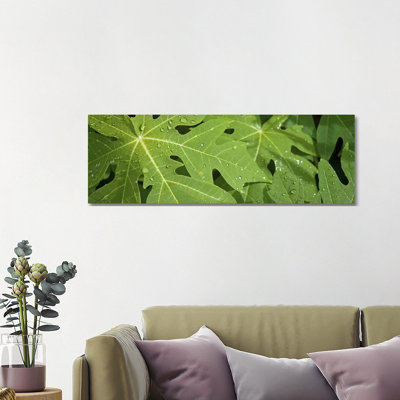 Raindrops On Papaya Tree Leaves, La Digue, Seychelles by Panoramic Images - Wrapped Canvas Panoramic Print