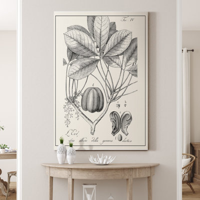 " Antique Black And White Botanical " Painting Print