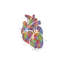 «Heart Anatomy III» - reproduction-52366187-52366188