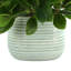 Peperomia Bush in Ceramic Pot
