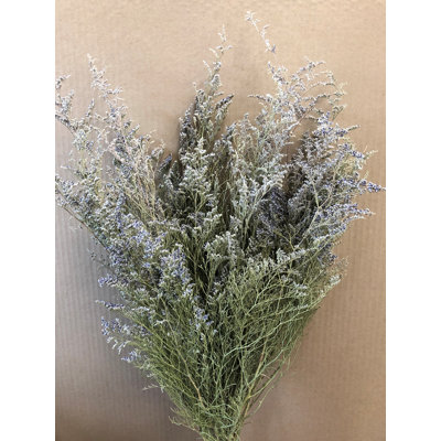 Caspia Arrangement