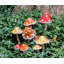 Ensemble de 4 piquets de jardin mouchetés-865199174