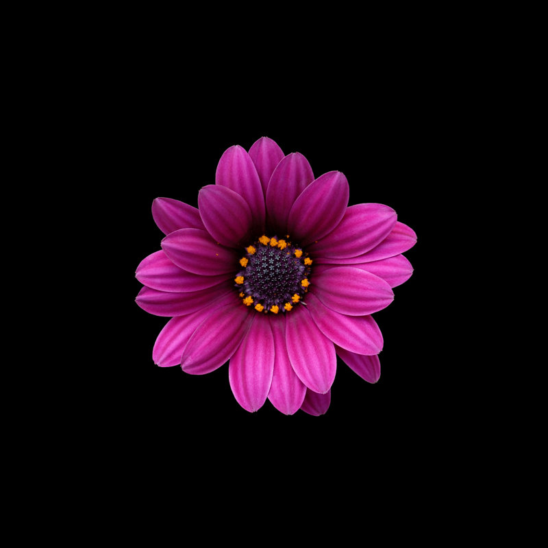 «Osteosperumum Flower Daisy», photographie sur toile, H 12 po x l 12 po
