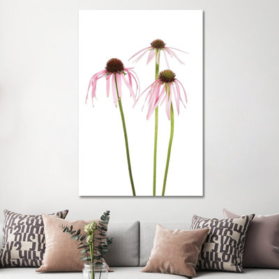Pale Purple Coneflowers. Marion County, Illinois, USA. by Richard & Susan Day - Gallery-Wrapped Canvas Giclée on Canvas
