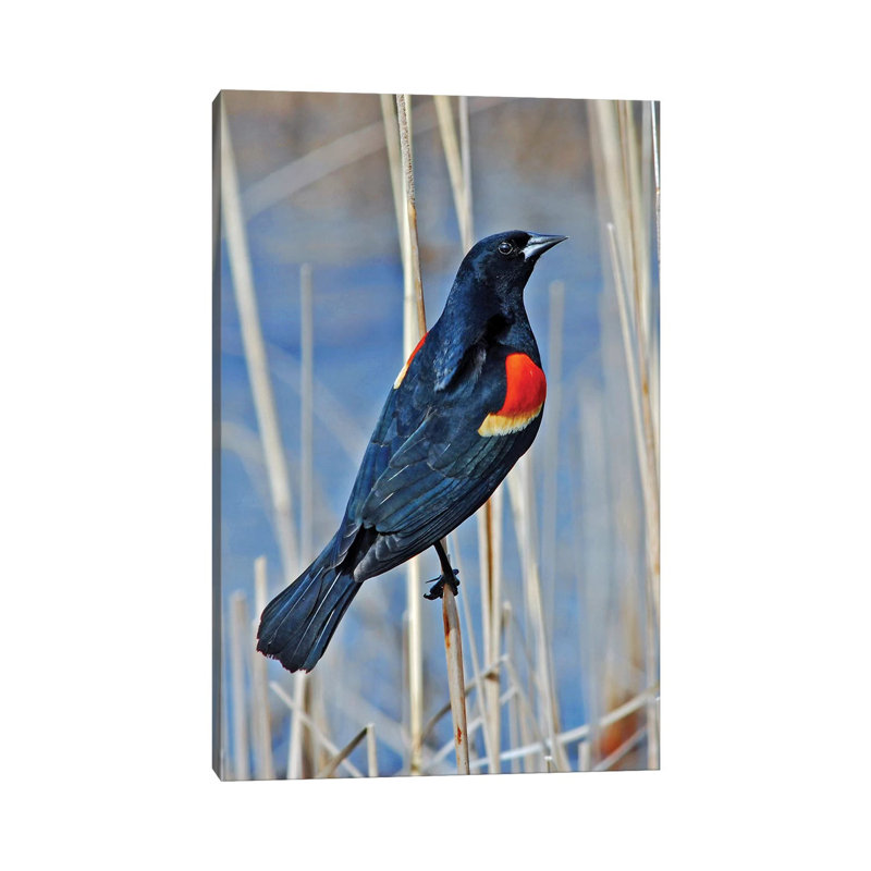 «Redwing Blackbird» par Brian Wolf - photographie sur toile tendue, H 18 po x l 12 po x 1,5 po