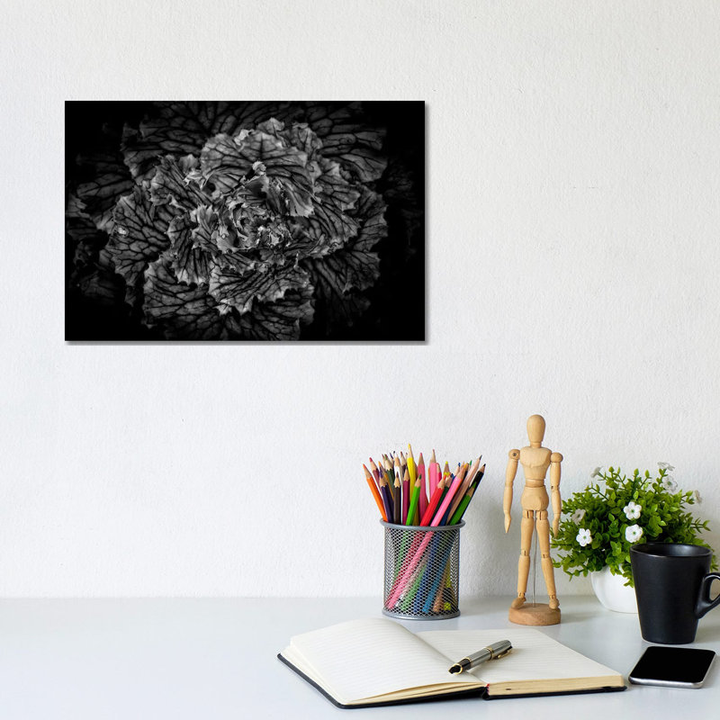 Black And White Flower Cabbage by Brian Carson - Wrapped Canvas Print, 20.32 cm H x 30.48 cm W