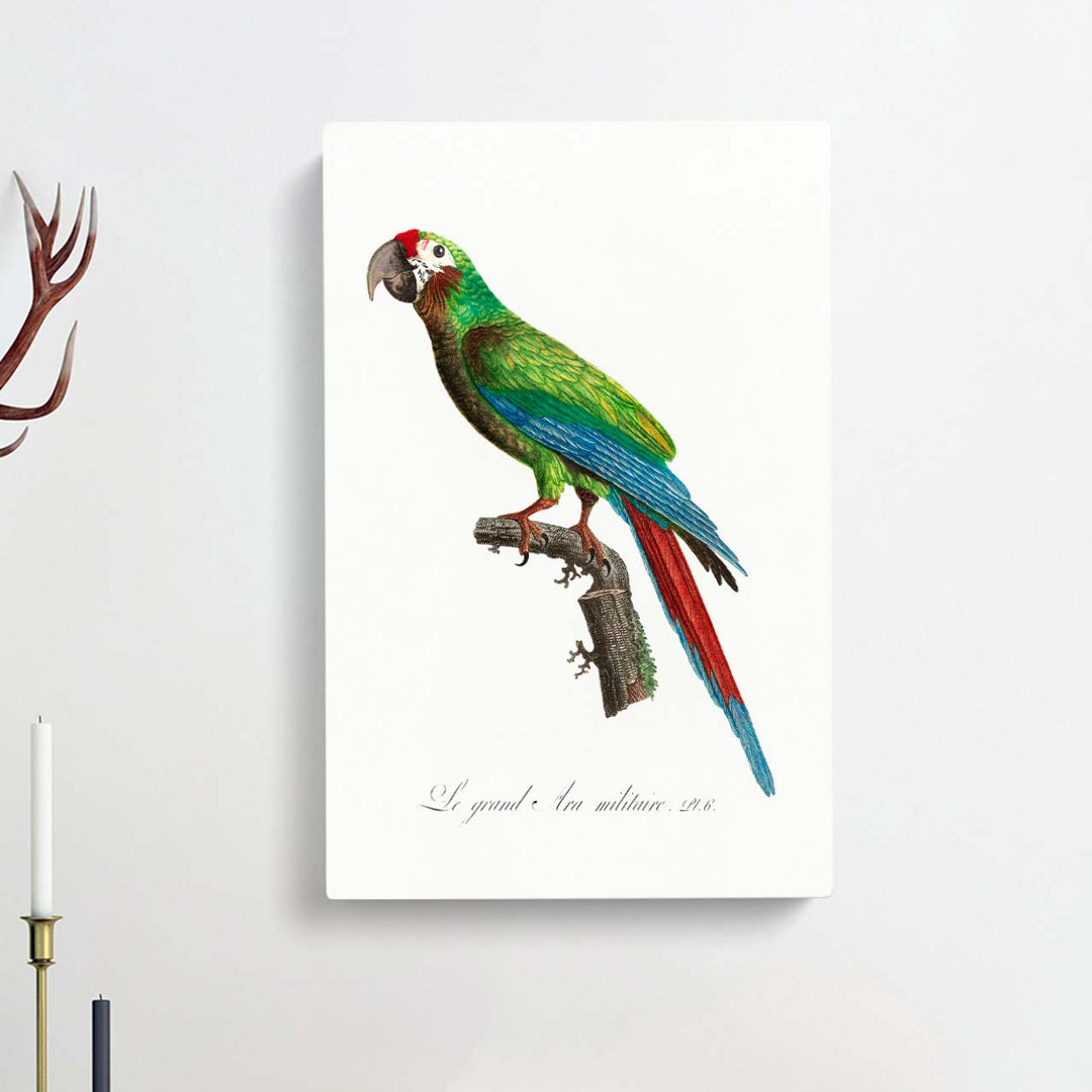 Great Military Macaw Parrot by F. Levaillant - Wrapped Canvas