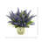 Rylynn Lavender Arrangement in Pot
