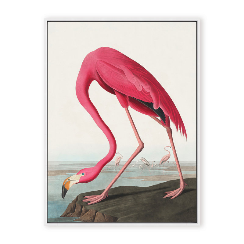 Coastal Retreat Pink Flamingo II From Birds Of America (1827), 24" H x 16" W x 2.375" D, Framed Canvas, Black