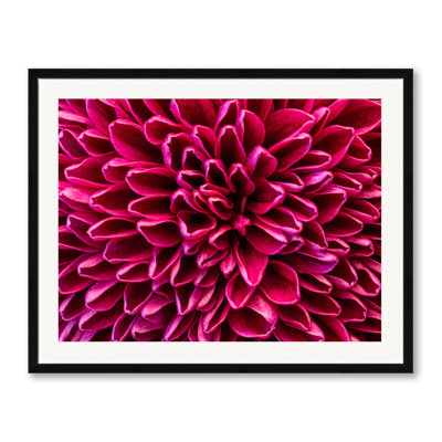 Pom Pom Chrysanthemum Purple Print by Harold Davis