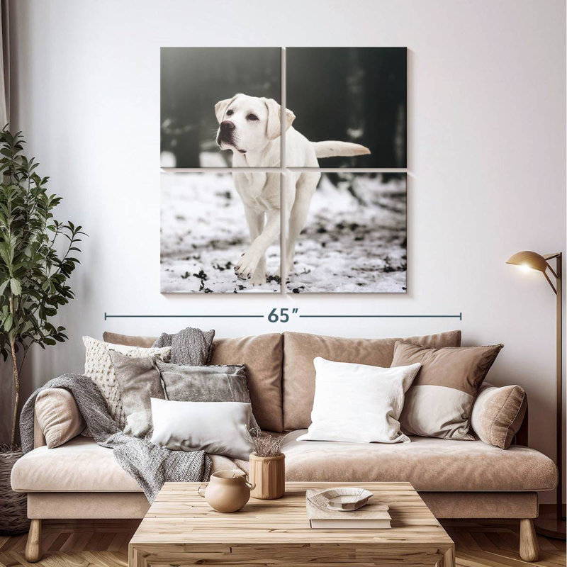 Brampt Labrador Retriever
