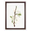 Musky Pear Tree Flowers by Giorgio Gallesio - Picture Frame Painting Print-55581037-55581038