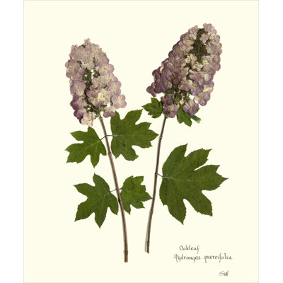 Plants & Flowers Print