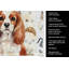 Serviette de cuisine Blenheim English Toy Spaniel-1234934698