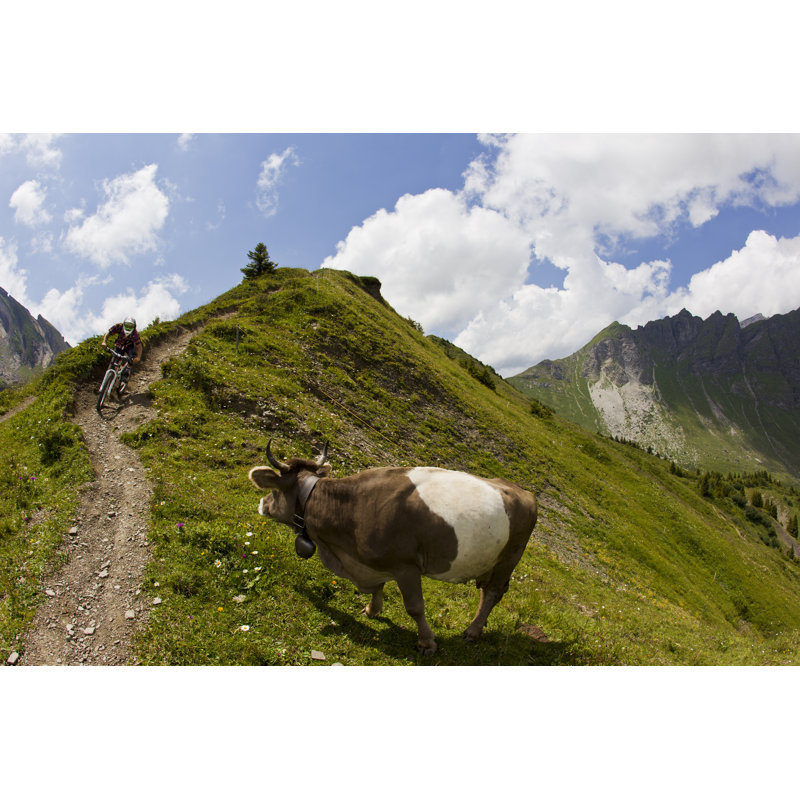 Mountain Biking Past A Cow by GibsonPictures - Wrapped Canvas Print, 30cm H x 46cm W x 3.8cm D