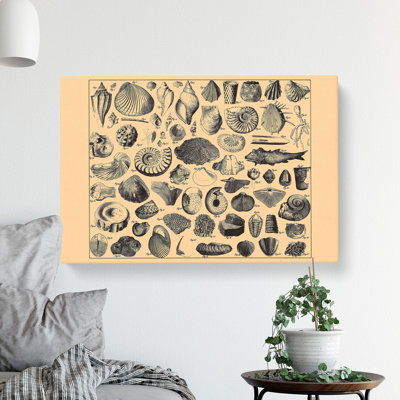 Encyclopedia Shells - Wrapped Canvas