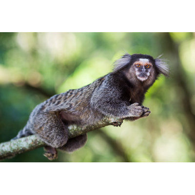 " Sagui Monkey "