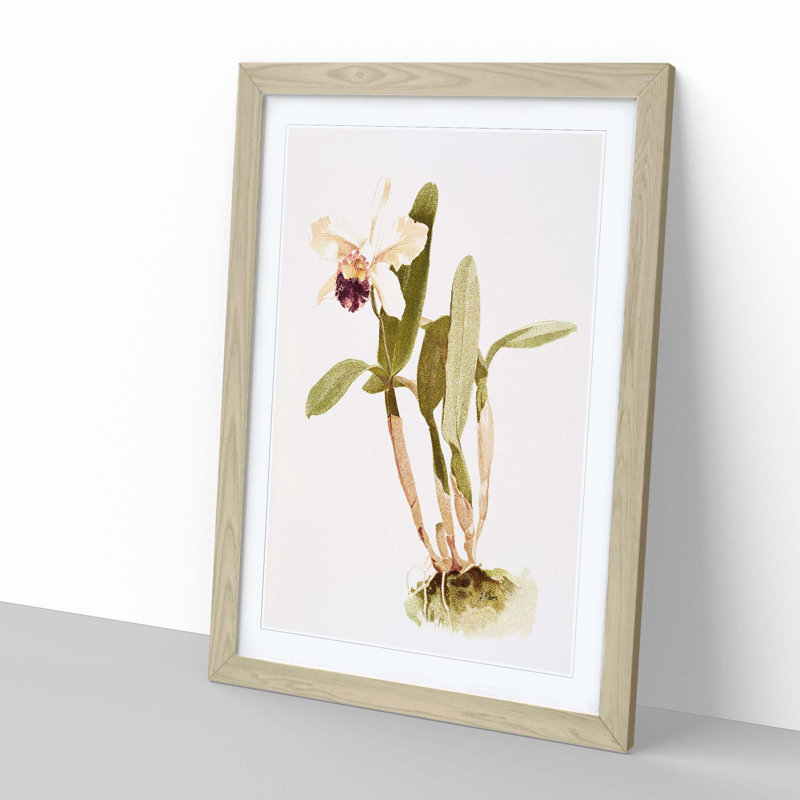 Magnolia Flowers Illustration Tab. 67 by Frederick Sander - Picture Frame Painting Print, Oak, 50cm H x 35cm W x 2cm D