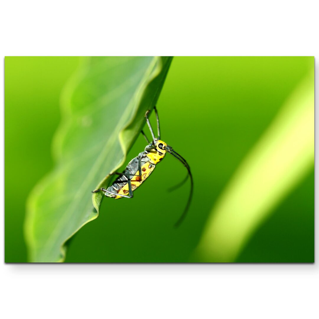 Leinwandbild Käfer auf einem Blatt