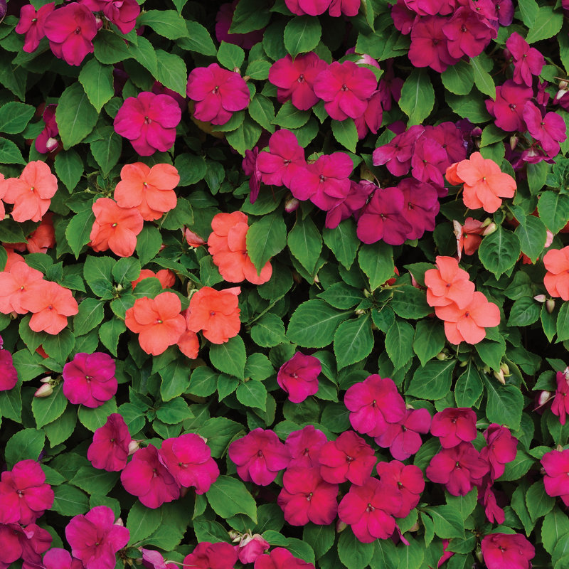 Sultanii Busy Lizzie Flowers by Brilt - Wrapped Canvas Print, 76cm H x 76cm W x 3.8cm D