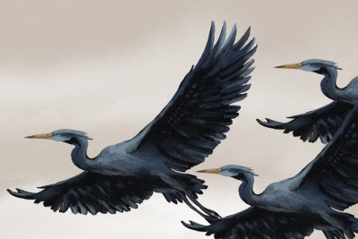 Graceful Flying Herons by Josie George — Animal Wall Art, Size, Frame Color, Format