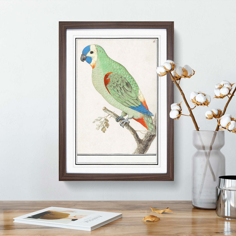 Amazon Parrot by A.B. De Boodt - Single Picture Frame Painting, 33cm H x 24cm W x 2cm D, Walnut Framed