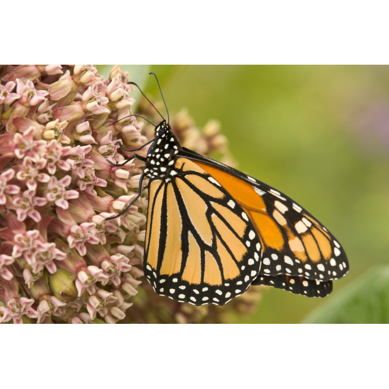 Monarque papillon se nourrissant de l'asclépiade par Orthogon - photographie sur toile tendue, H 8 po x l 12 po